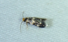 Etainia sericopeza