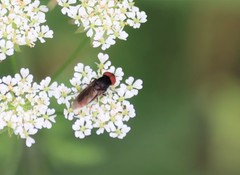 Chrysogaster solstitialis