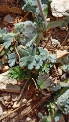 Erodium cazorlanum