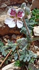 Erodium cazorlanum