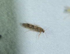 Agraylea