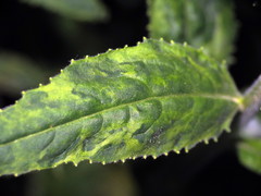 Turnip mosaic virus