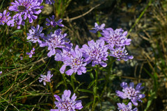 Scabiosa lacerifolia