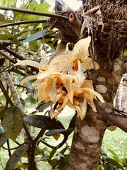 Stanhopea