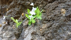 Pinguicula vallisneriifolia