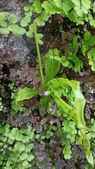 Pinguicula vallisneriifolia