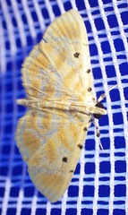 Notarcha quaternalis