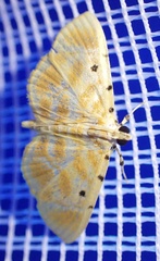 Notarcha quaternalis