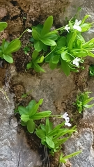 Pinguicula vallisneriifolia