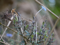 Eranthemum capense
