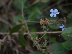 Eranthemum capense