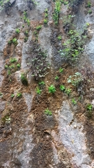 Pinguicula vallisneriifolia