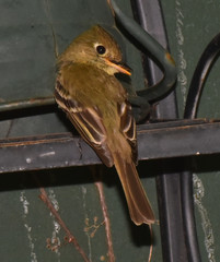 Pacific-Slope Flycatcher photo 6