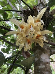 Stanhopea