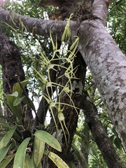 Brassia verrucosa