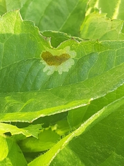 Calycomyza promissa
