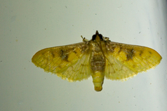 Pachynoa sabelialis
