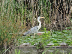 Ardea cinerea