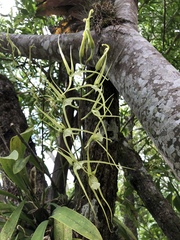 Brassia verrucosa