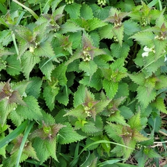 Lamium album