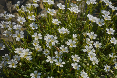 Cerastium utriense