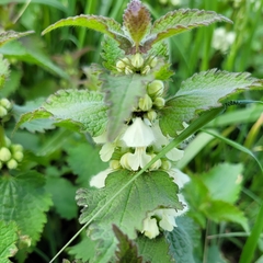 Lamium album