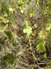 Peltaria angustifolia
