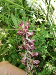 Anacamptis coriophora