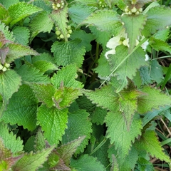 Lamium album