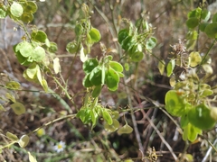 Peltaria angustifolia