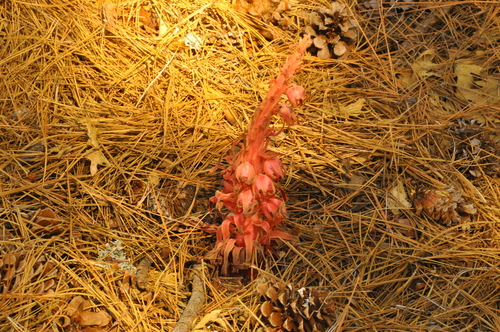iNaturalist observation photo of Snowplant