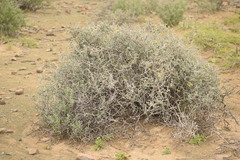 Othonna pteronioides