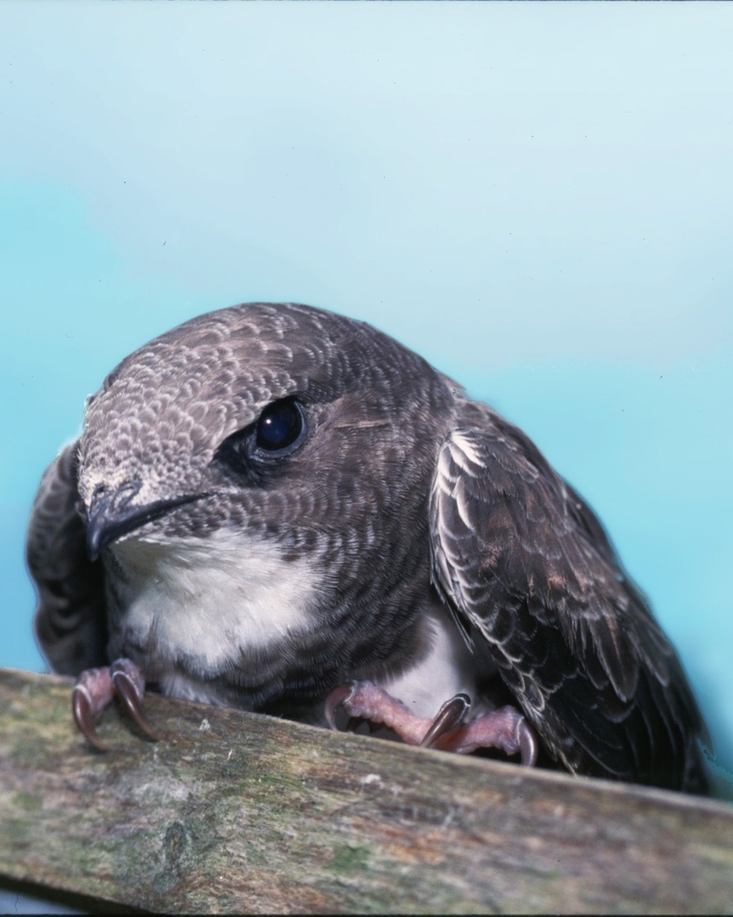 Alpine Swift (Birds of Serbia - guide) · iNaturalist