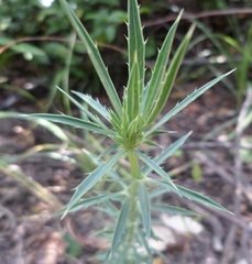Eryngium tricuspidatum