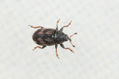 Mecinus labilis