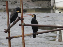 Phalacrocorax carbo