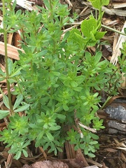 Galium asprellum