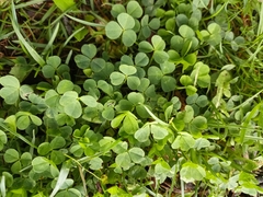 Trifolium repens