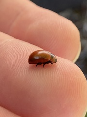 Gonioctena viminalis
