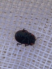 Gonioctena viminalis