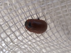 Gonioctena viminalis