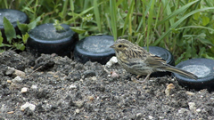 Emberiza cirlus