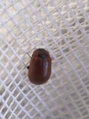 Gonioctena viminalis