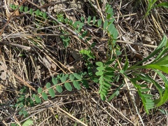 Astragalus canadensis