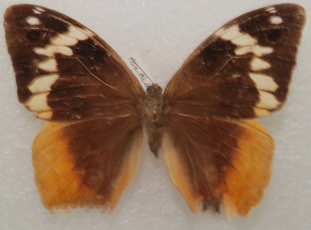 Mielkella