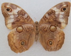 Mielkella singularis