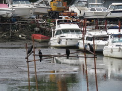 Phalacrocorax carbo