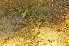 Acmispon decumbens decumbens