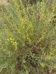 Anthyllis terniflora