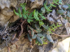 Pellaea glabella